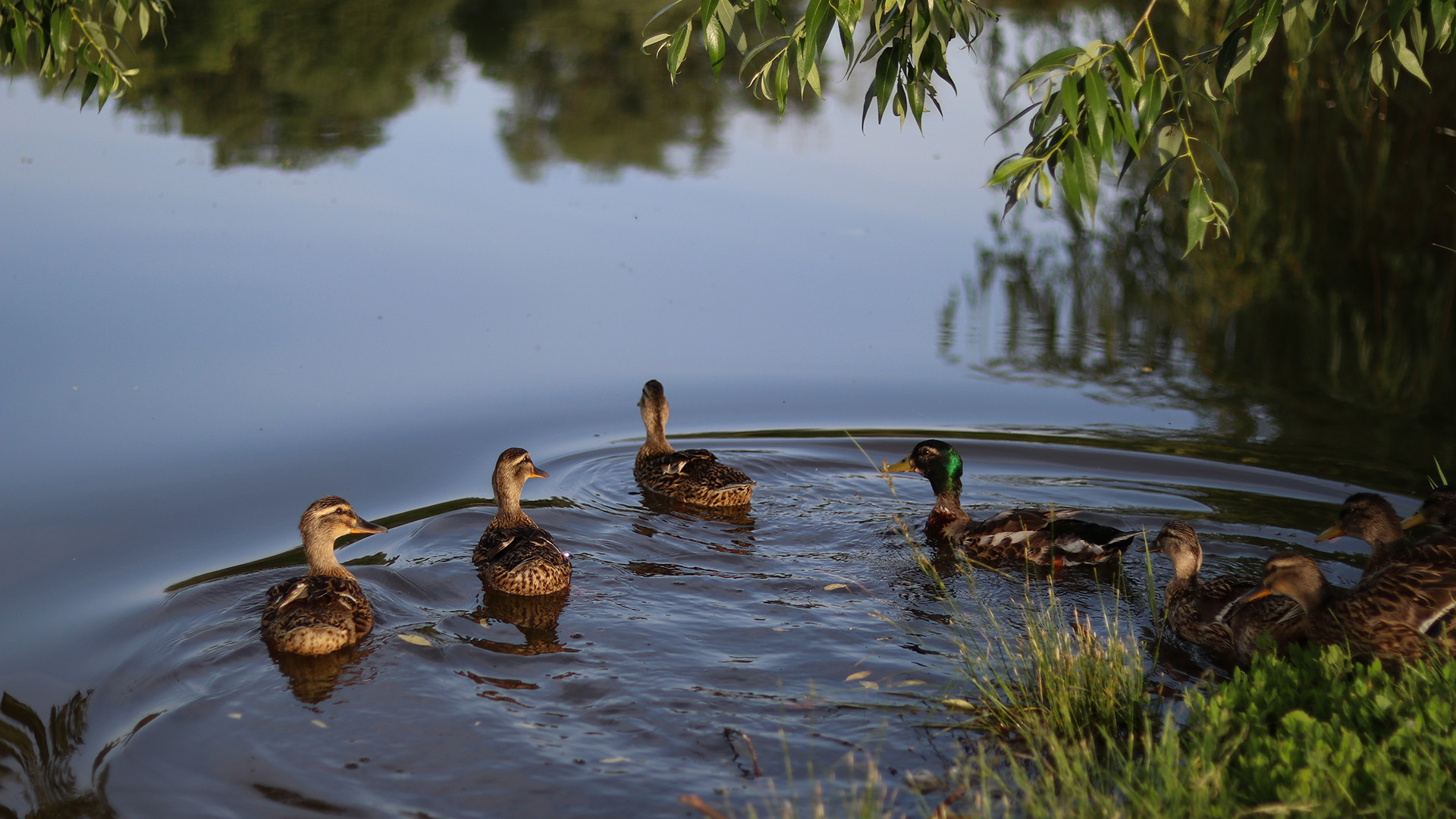 Квартал заречье 9